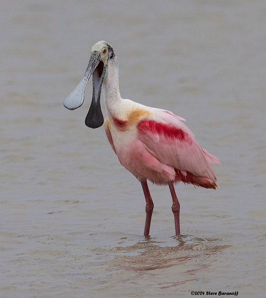 _B248986roseatte spoonbill.jpg